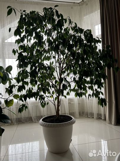 Фикус бенджамина, огромное дерево