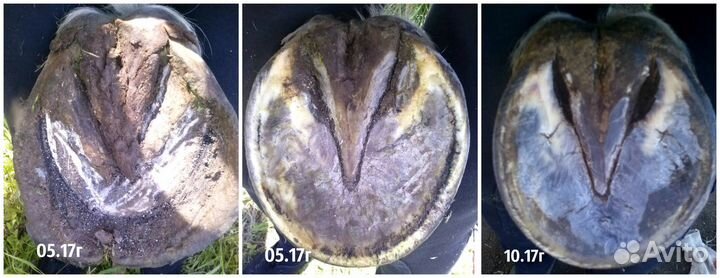 Расчистка копыт