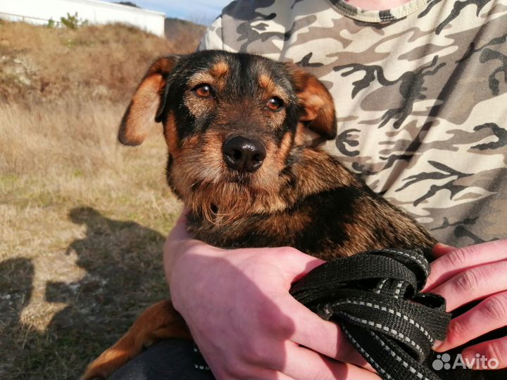 Собака в добрые руки
