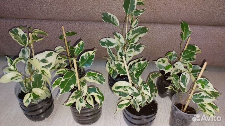 Фикус бенджамина твилайт