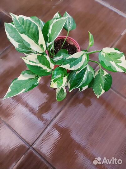 Сциндапсус Н джой