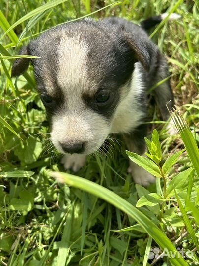 Гончьи кутята