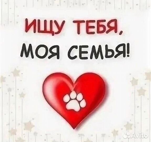 Рыжий котик