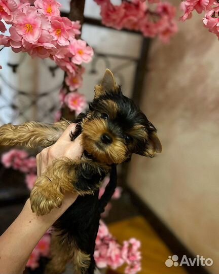 Девочка baby фейс мини