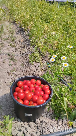 Засолочные томаты