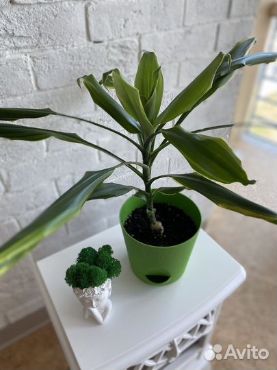 Драцена душистая