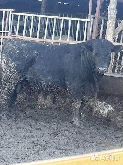 Быки на племя