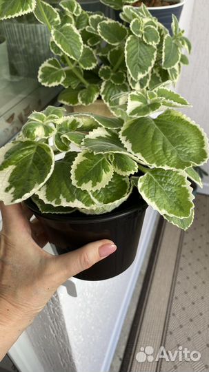 Продам цветы комнатные