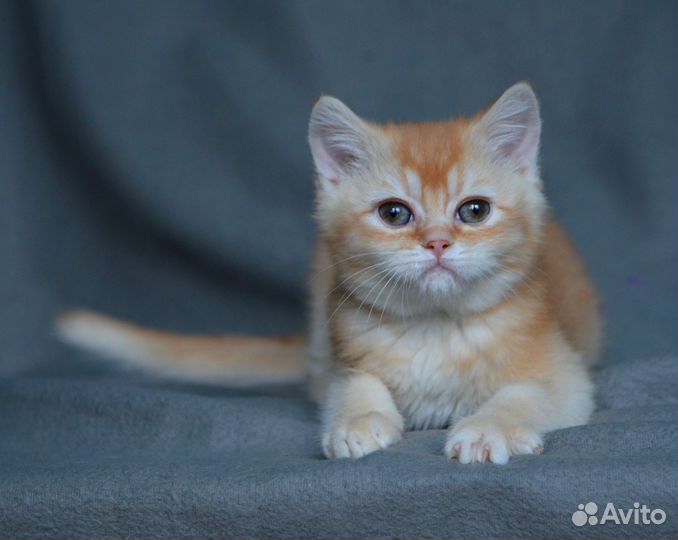Британский котенок шиншилла мпльчик