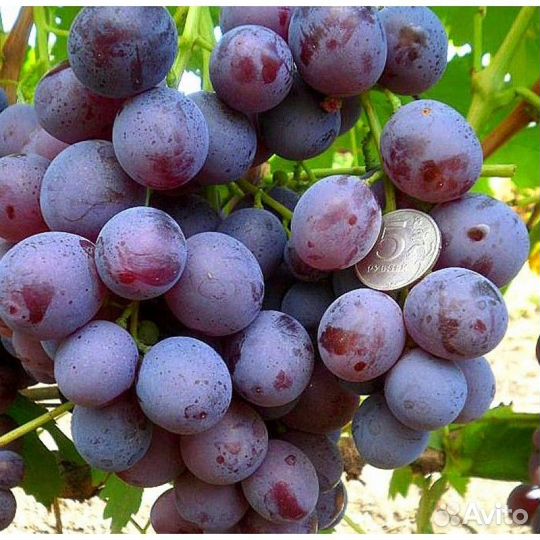 Черенки и саженцы винограда