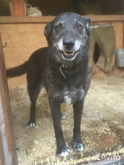 У Лолы депрессия в приюте. Спасите