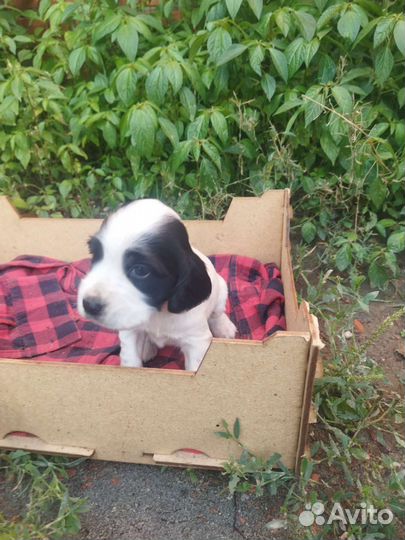 Щенки русского спаниеля