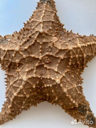 Звезда морская