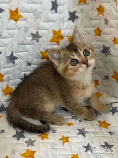 Котенок шатландская золотая шиншилла