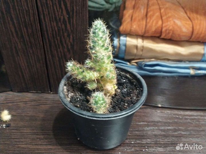 Кактусы и сансеверия