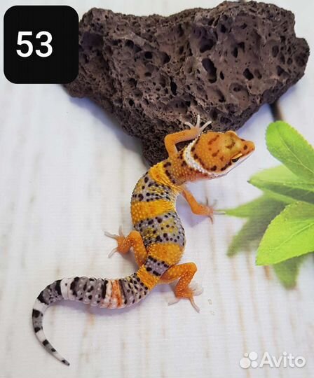 Эублефар. Леопардовый геккон