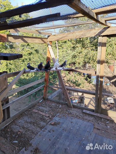 Голуби узбеки продажа