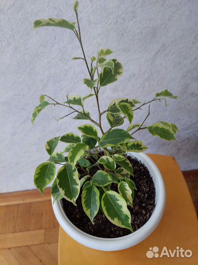 Фикус бенджамина