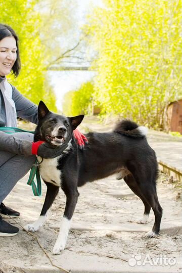 Воспитанный Барто в добрые руки