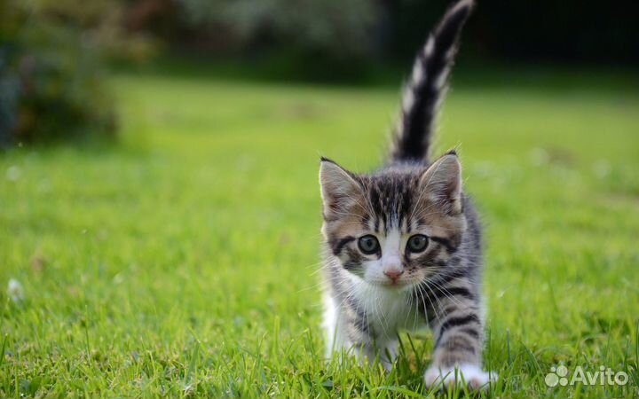 Котята рысята