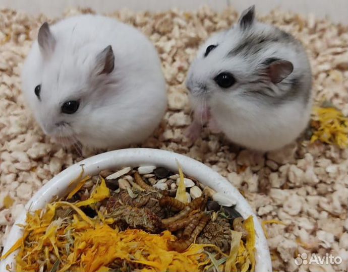 Джунгарский хомяк империал