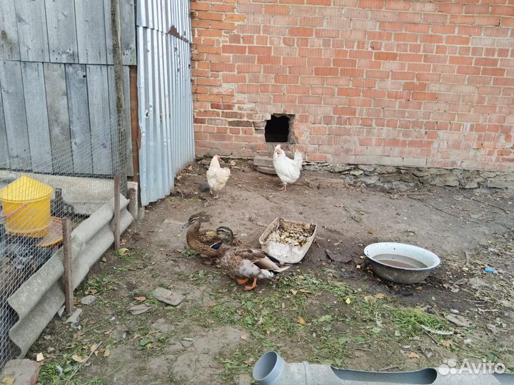 Селезень и утка дикие