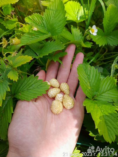 Рассада земляники