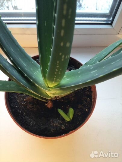 Алоэ-Вера 3-х летнее