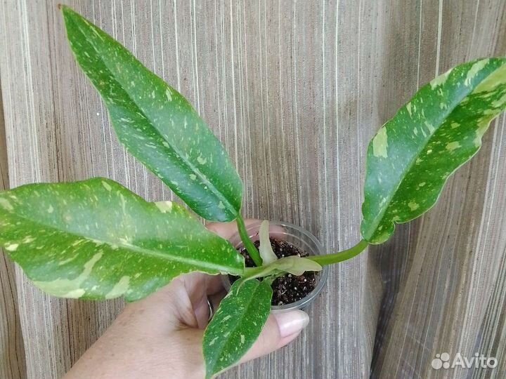 Филодендрон 2