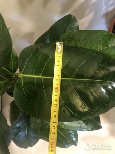 Фикус Альтисимма (Альтисима)