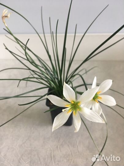 Зефирантес белый