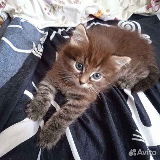Кошка в дар