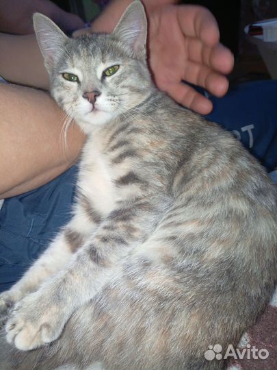 Кошка в дар бесплатно