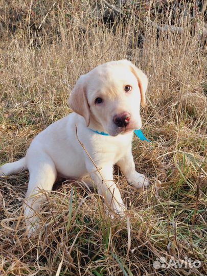 Щенки лабрадора