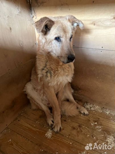 Посмотрите в эти большие печальные глаза