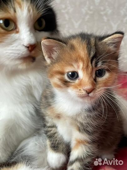 Отдам в добрые руки замечательного котенка