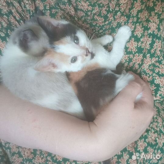 Цветочек кошечка ищет дом