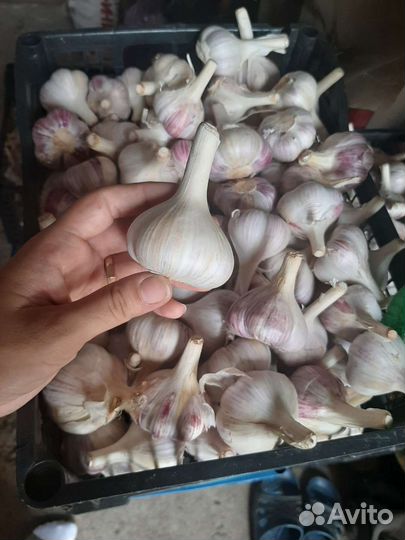 Чеснок