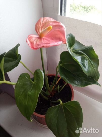 Антуриум т.бордовый,Нолина,строманта Талия