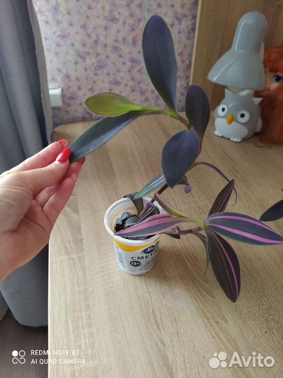 Традесканция сеткреазия