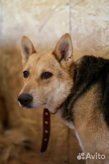 Собака в добрые руки отдам бесплатно