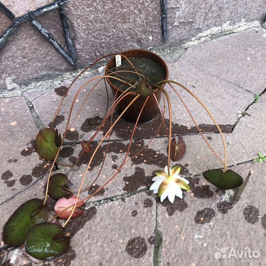 Нимфея - водяная лилия. Растение для пруда