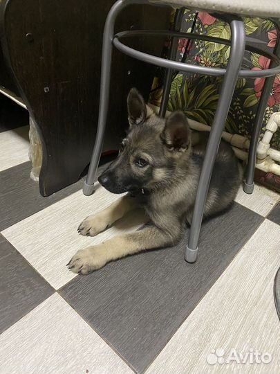 Щенок в добрые руки бесплатно