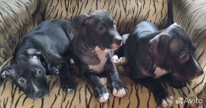 Собаки щенки
