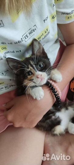 Кошка в дар бесплатно