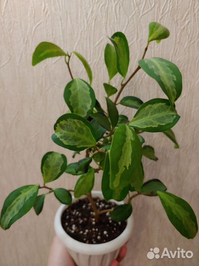 Фикус диверсифолия расписная