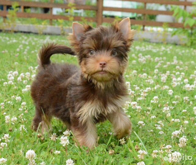 Шоколадные щенки йоркширского терьера