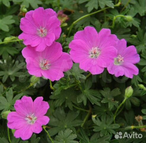 Почвопокровные многолетники флоксы гвоздика и др