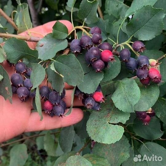 Саженцы ирги