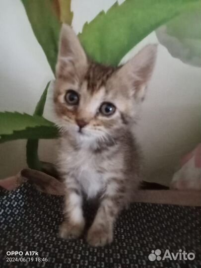 Майн кун котята